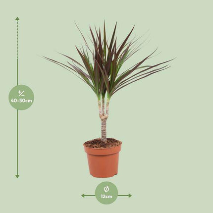 Drachenbaum – Dracaena Magenta – Ø12cm – Höhe ca. 50cm – Pflegeleichte Zimmerpflanze – Tropische Blattschmuckpflanze für Innenräume