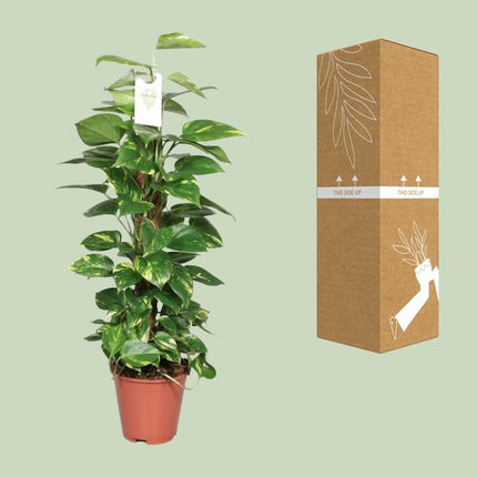 Efeutute Epipremnum Scindapsus Pinnatum – Goldene Efeutute am Moosstock – Ø19cm – ↕80cm – Luftreinigende Zimmerpflanze mit herzförmigen Blättern
