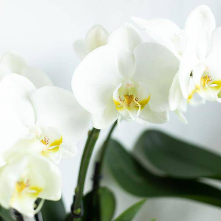 Weiße Phalaenopsis Orchidee Juwel Gent – Blühende Zimmerpflanze – Ø12cm – Elegante weiße Blüten – Perfekt für Zuhause & Büro