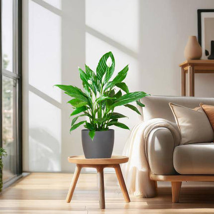 Spathiphyllum Sweet Lauretta – Scheidenblatt – Zimmerpflanze + Topf Viber Grau – ↕80cm – Ø21cm – Friedenslilie mit eleganten weißen Blüten – Pflegeleicht & dekorativ für Innenräume