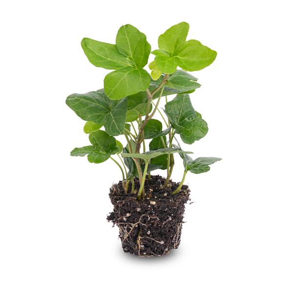 Hedera Helix – Gemeiner Efeu – Zimmerpflanze – Ø6cm – Terrarienpflanze – Kletterpflanze mit dichtem Blattwuchs – Pflegeleicht & Winterhart