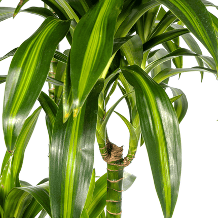 Drachenbaum Dracaena Deremensis Hawaiian Sunshine – Zimmerpflanze – Ø27 cm Topf – Höhe 180 cm – Tropischer Look & pflegeleicht