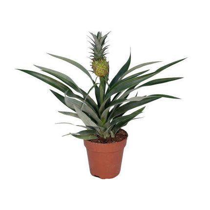 Ananaspflanze – Bromelia Ananas – tropische Zimmerpflanze – Ø12cm – ca. 30cm hoch – pflegeleicht & dekorativ