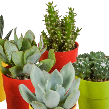 Sukkulenten & Kakteen Mix – 15 Pflanzen – Ø5,5cm Zimmerpflanzen im farbigen Kunststofftopf – Verschiedene Mini-Sukkulenten & Kakteen – Pflegeleichte Pflanzen für Fensterbank, Büro & Wohnzimmer