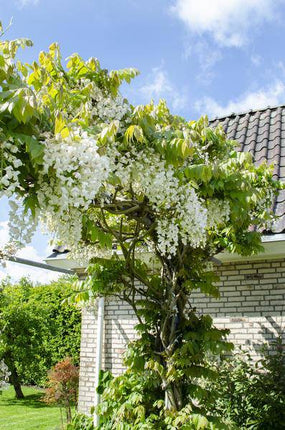 Weißer Blauregen – Wisteria floribunda ‘Longissima Alba’ – Ø15cm – ca. 65cm hoch – Exklusive & winterharte Kletterpflanze mit langen weißen Blütentrauben – Für Pergola, Zaun & Fassade