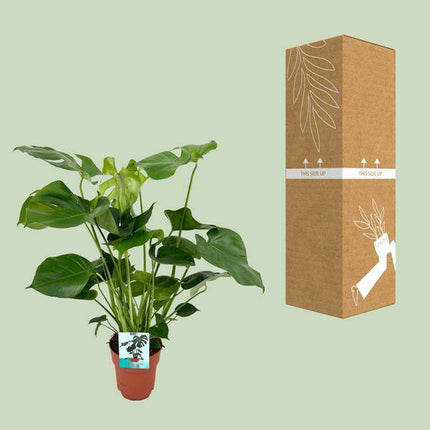 Monstera Deliciosa – Köstliches Fensterblatt – Zimmerpflanze – Ø19cm x ↕60cm – Tropische Zimmerpflanze mit fenestrierten Blättern – Luftreinigend & pflegeleicht