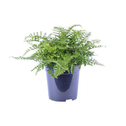 Nestfarn Asplenium Parvati – Ø21cm – ↕40cm – Pflegeleichter Zimmerfarn mit tropischem Flair – Grünpflanze für Wohnzimmer, Büro & Schlafzimmer