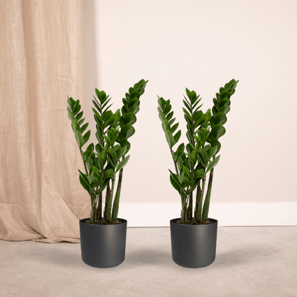 Glücksfeder – Zamioculcas zamiifolia – Smaragdpalme – 2 Pflanzen – Ø14cm  – Höhe ca. 50cm – Pflegeleichte Zimmerpflanzen für Büro & Zuhause