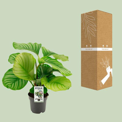 Korbmarante Calathea Orbifolia – Zimmerpflanze – Ø14cm – 45cm Höhe – tropisches Blattwunder – pflegeleicht & luftreinigend