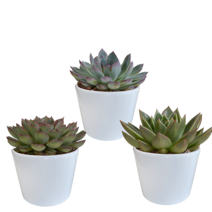 Echeveria Mix – Steinrose 3 Pflanzen – Ø10,5cm Zimmerpflanzen im weißen Topf – Verschiedene Sukkulenten