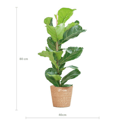 Ficus Lyrata – Geigen – Feige Zimmerpflanze – ca. 80cm hoch – Ø21cm – große dekorative Blätter – inkl. Seegras Korb Sofia Natur