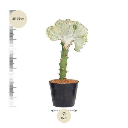 Euphorbia lactea Cristata Weiß – Drachenknochenkaktus – Sukkulente Zimmerpflanze – Exotische Rarität – Pflegeleicht – ↕30cm – Ø10,5cm