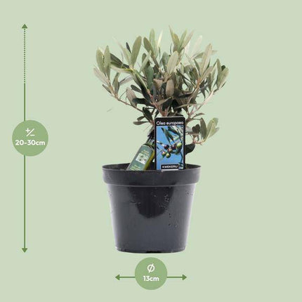 Olivenbaum – Olea europaea – ca. 25cm hoch – Ø13cm – Mediterrane Zimmerpflanze mit Flasche – Pflegeleicht & luftreinigend für Zuhause & Büro