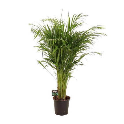 Goldfruchtpalme Dypsis lutescens – Bambuspalme Zimmerpflanze – Ø21cm – ca. 110cm hoch – Luftreinigend & pflegeleicht – Für halbschattige Innenräume
