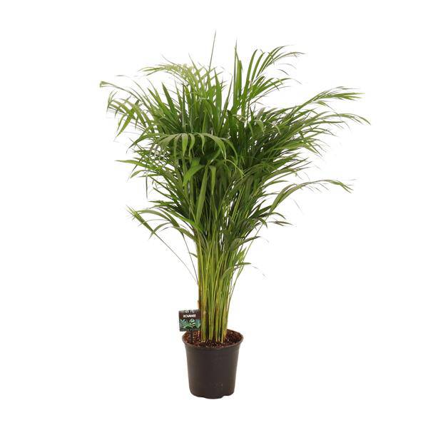 Goldfruchtpalme Dypsis lutescens – Bambuspalme Zimmerpflanze – Ø21cm – ca. 110cm hoch – Luftreinigend & pflegeleicht – Für halbschattige Innenräume