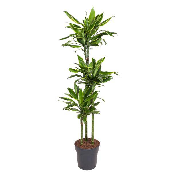 Drachenbaum – Dracaena Golden Coast 160cm – Ø24cm – Zimmerpflanze mit grünen & goldgelben Blättern – Elegante pflegeleichte Dekopflanze für Wohnzimmer, Büro & Wintergarten