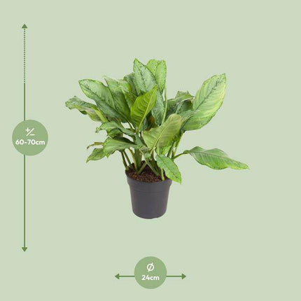 Kolbenfaden Aglaonema B.J. Freedman – Ø24cm – ↕70cm – Pflegeleichte Zimmerpflanze mit dekorativem Blattwerk – Grünpflanze für Wohnzimmer, Büro & Schlafzimmer