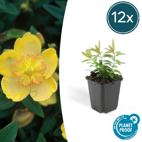 Hypericum calycinum – Großkelchiges Johanniskraut – Ø9cm – ↕10-25cm – 12 Pflanzen – Bodendecker & pflegeleicht – gelbe Blüten von Juli–September