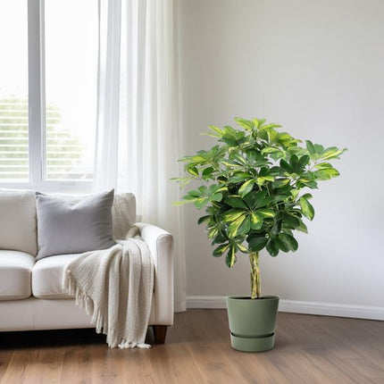 Strahlenaralie Schefflera Arboricola Zimmerpflanze Ø19cm ↕75cm – pflegeleichte Grünpflanze für Wohnzimmer, Büro & helle Standorte kaufen