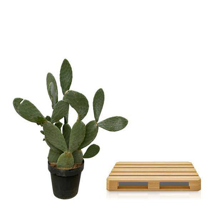 Opuntia Ficus Indica – Feigenkaktus – Große Zimmer – & Gartenpflanze – ↕140cm – Ø50cm – Pflegeleichter Kaktus mit gelben Blüten