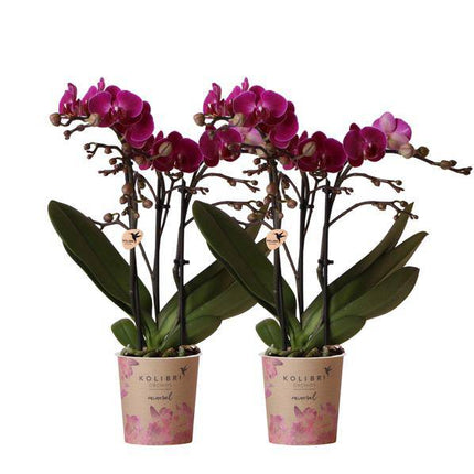 Phalaenopsis Orchideen „Morelia“ – 2 Pflanzen – Fliederfarben – Ø9cm – Blühende Zimmerpflanzen mit 2–3 Zweigen