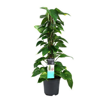 Efeutute Scindapsus Epipremnum – Ø19cm – ↕80cm – Pflegeleichte Rankpflanze & luftreinigende Zimmerpflanze – Große Grünpflanze für Wohnzimmer, Büro & Wintergarten
