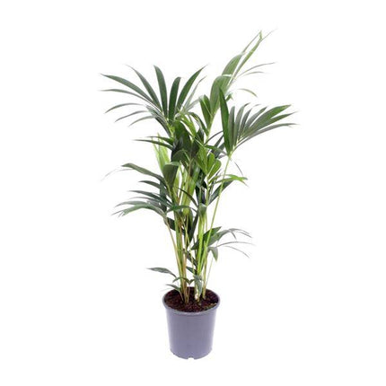 Kentia-Palme – Howea forsteriana – Zimmerpflanze – Ø21cm – ↕120cm – elegante Grünpflanze für Wohnzimmer, Büro & Schlafzimmer – tropische Palme pflegeleicht