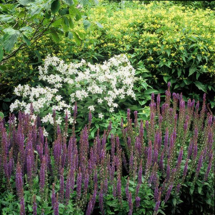 Blüten – Salbei Salvia nemorosa 'Ostfriesland' – 60 Pflanzen – Lila Blüten – Robuste Staude – Pflegeleicht – Sonne – Beete & Rabatten