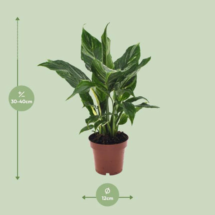 Einblatt Spathiphyllum Diamant – Friedenslilie Zimmerpflanze Ø12cm ↕40cm – pflegeleichte luftreinigende Grünpflanze mit weißen Blüten für Wohnzimmer Büro & Schlafzimmer