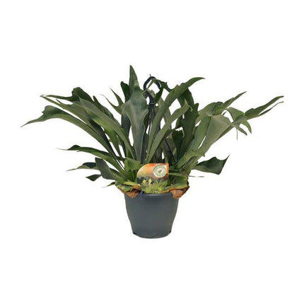 Geweihfarn – Platycerium bifurcatum – Hirschgeweihfarn – Ø21cm – Höhe ca. 50cm – Pflegeleichte tropische Zimmerpflanze – Exotischer Farn für Innenräume