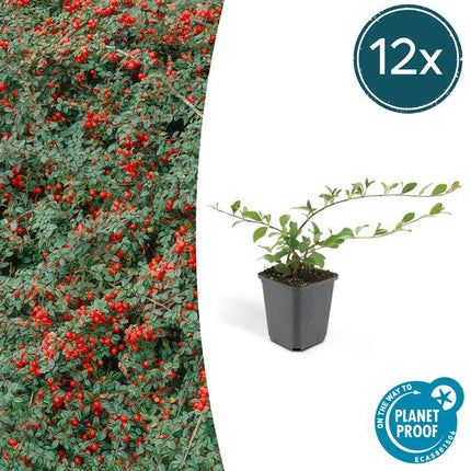 Teppichmispel Cotoneaster dammeri 'Major' – 12 Pflanzen – ↕25cm – Ø9cm – Bodendecker – Winterhart & pflegeleicht – Sonne & Schatten