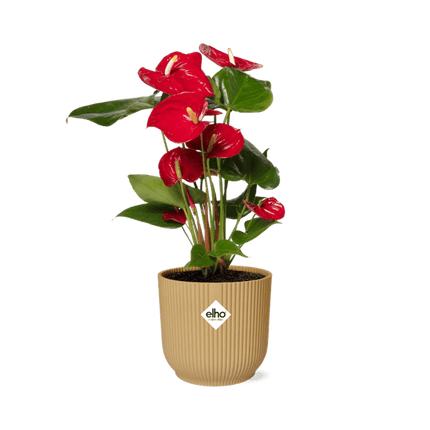 Flamingoblume Anthurium Rot – 12cm Zimmerpflanze inkl. Ziertopf Vibes Fold Gelb Ø14cm – Tropische Pflanze mit roten Hochblättern – Pflegeleicht & dekorativ – Für Wohnzimmer & Büro
