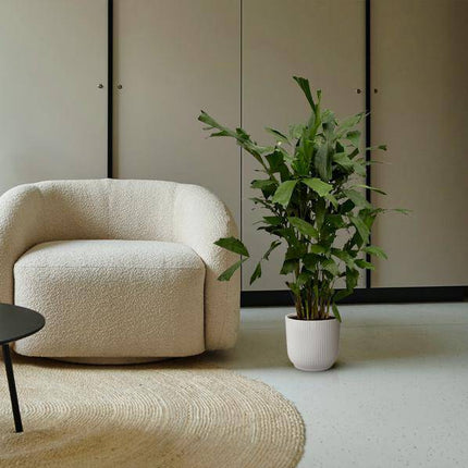 Fischschwanzpalme – Caryota Mitis – Tropische Zimmerpflanze ↕120cm – Ø19cm – Exotische Palme mit gefiederten Blättern – Elegante Grünpflanze für Wohnzimmer, Büro & Bad