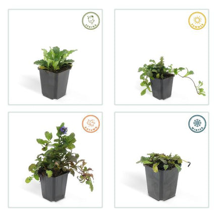 Kriechender Günsel Ajuga reptans – 60 Pflanzen – ↕10-25cm – Ø9cm – Bodendecker – Halbschatten & Schatten – Blühend & pflegeleicht