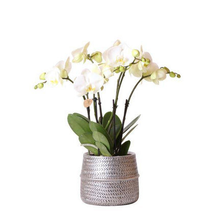 Weiße Phalaenopsis Gent – Orchidee im silbernen Groove – Dekotopf – Ø12cm – Blühende Zimmerpflanze – 2-3 Zweige – Elegante Orchidee mit Ziertopf