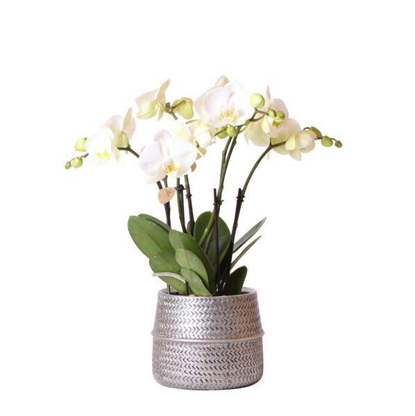 Weiße Phalaenopsis Gent – Orchidee im silbernen Groove – Dekotopf – Ø12cm – Blühende Zimmerpflanze – 2-3 Zweige – Elegante Orchidee mit Ziertopf