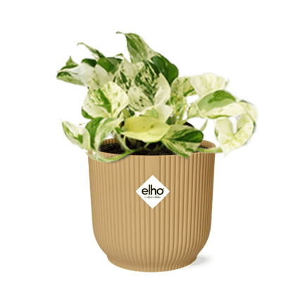 Efeutute – Epipremnum Pinnatum Happy Leaf – pflegeleichte Zimmerpflanze – luftreinigend – dekorativer Topf Vibes Fold 14cm Gelb