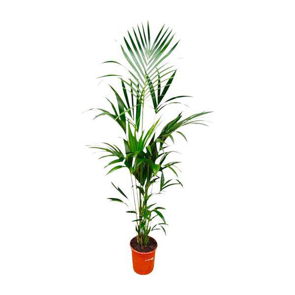 Kentia-Palme – Howea forsteriana – 180 cm hoch – Ø24 cm – Elegante Zimmerpalme – Luftreinigend & pflegeleicht – Für Wohnzimmer, Büro & Wintergarten