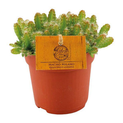 Drachenfrucht Kaktus – Hylocereus Undatus – Ø11cm – Höhe ca. 15cm – Exotische Dragonfruit Zimmerpflanze – Pflegeleichter Kaktus für modernes Interieur, Büro & Fensterbank