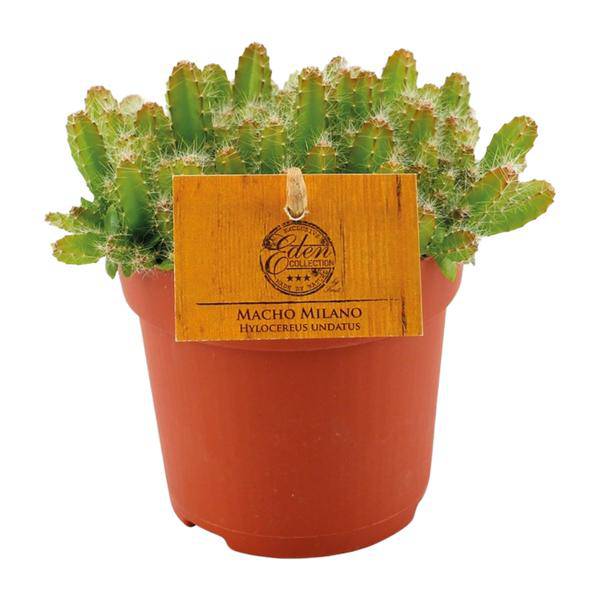 Drachenfrucht Kaktus – Hylocereus Undatus – Ø11cm – Höhe ca. 15cm – Exotische Dragonfruit Zimmerpflanze – Pflegeleichter Kaktus für modernes Interieur, Büro & Fensterbank