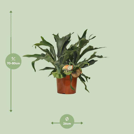 Geweihfarn Platycerium bifurcatum Zimmerpflanze Ø26cm ↕80cm – pflegeleichte Grünpflanze für Wohnzimmer, Büro & helle Standorte kaufen