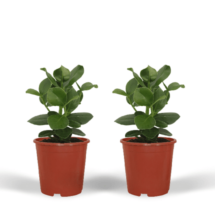 Signaturbaum Clusia Princess Zimmerpflanze Ø12cm ↕15cm – pflegeleichte Grünpflanze für Wohnzimmer, Büro & helle Standorte kaufen