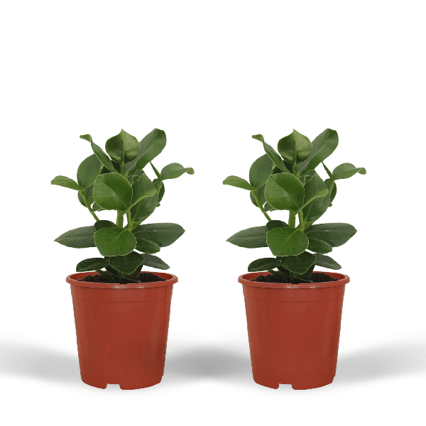 Signaturbaum Clusia Princess Zimmerpflanze Ø12cm ↕15cm – pflegeleichte Grünpflanze für Wohnzimmer, Büro & helle Standorte kaufen