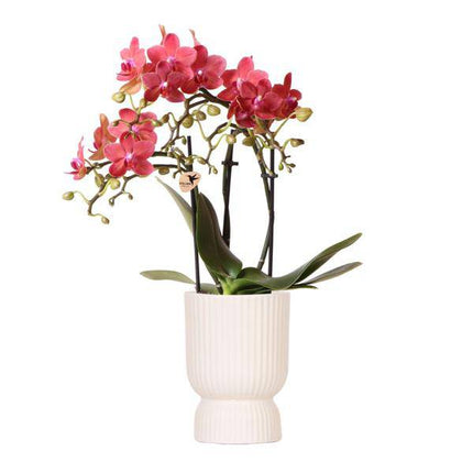 Phalaenopsis Orchidee Congo Rosa – Blühende Zimmerpflanze 35-45cm inkl. Ziertopf Diabolo Travertin Ø9cm – Elegante Orchidee mit 2–3 Zweigen – Dekorative Blütenpflanze für Wohnzimmer & Büro