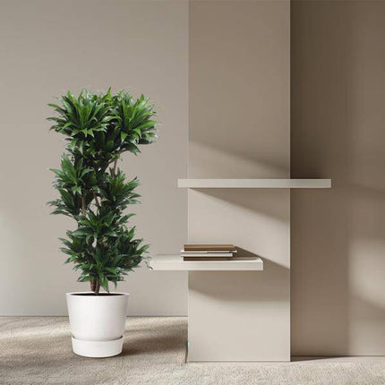 Drachenbaum Dracaena Compacta – 140cm hoch – Ø30cm – Elegante Zimmerpflanze mit dichtem dunkelgrünem Blattwerk – pflegeleicht – für Zimmer & Büro