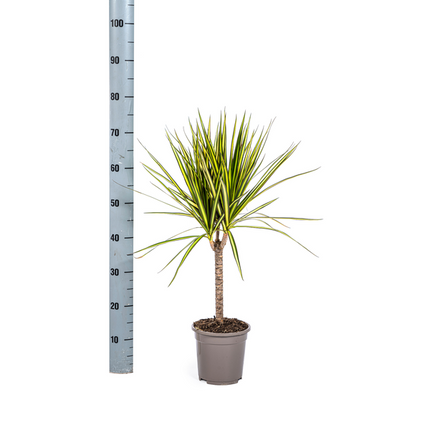 Dracaena Marginata Sunray – Drachenbaum – Zimmerpflanze – Ø17 cm – ↕60-80 cm – Grüne & gelbe Blätter, pflegeleicht