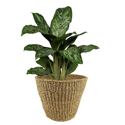 Korb – Jip Natur – XL – H31cm B37cm – Blumentopf aus Seegras – Handgefertigt – Nachhaltig – Dekokorb in Hellbraun