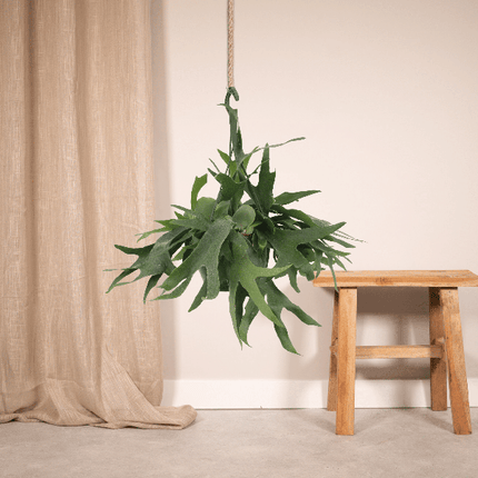 Geweihfarn – Platycerium - Hirschhornfarn – Zimmerpflanze – Ø21 cm – ca. 50 cm hoch – Hängepflanze & Wanddeko – Pflegeleicht & dekorativ – Für helle Standorte