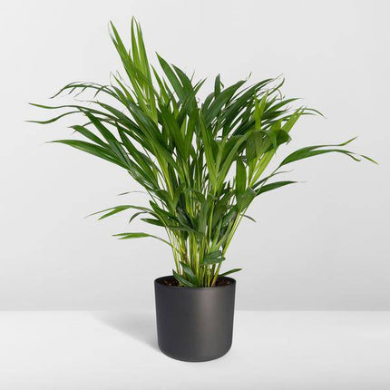 Goldfruchtpalme – Dypsis Lutescens – Areca Palme – Zimmerpflanze – Ø17cm ↕60cm – Luftreinigend – Tropisches Flair – Pflegeleicht – Halbschatten