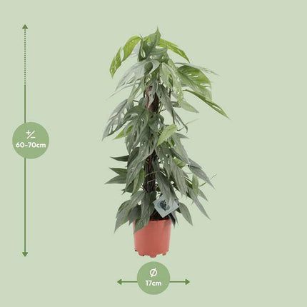 Efeutute Epipremnum Cebu Blue – Ø17cm – ↕65cm – Seltene Rankpflanze mit blaugrünem Blattwerk – Pflegeleichte & luftreinigende Zimmerpflanze für Wohnzimmer & Büro